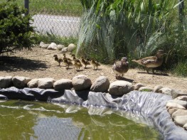7 petits canards.jpg (23 ko)